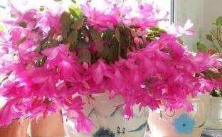 盆里扔个圆“球球”,蟹爪兰长疯了,开成一个大圆“球”!