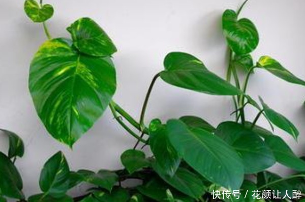 俗语|俗语“一颗绿萝七个鬼”,家中不能放绿萝有啥特别的讲究