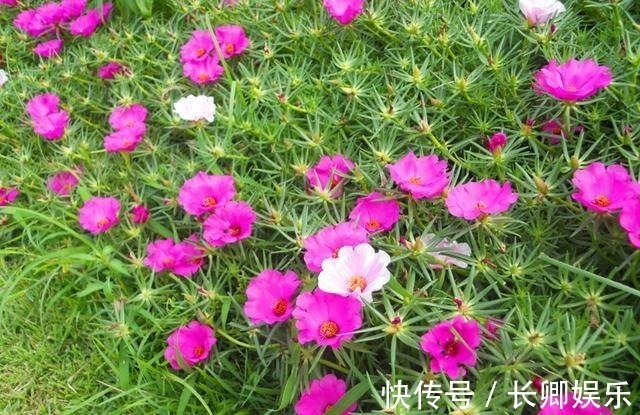 花长寿花|放在阳台不用管的花,就属这两种,开花多漂亮又好养