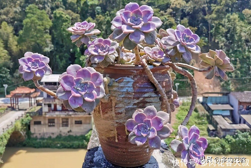 想把多肉养成老桩,那也要选对多肉,这几种才合适你