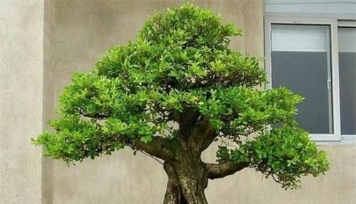 花友会|6种漂亮花,不仅外形美,还越养越值钱,富贵人家都爱养!