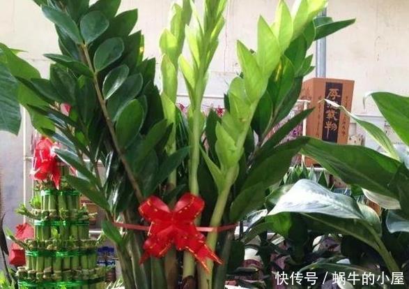 盆栽金钱树,冬末多关注这几个地方,绿叶新芽冒不停