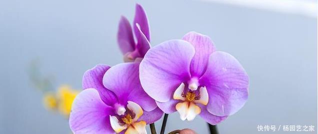 过年买的蝴蝶兰,不要轻易就扔掉,懂花的人都去楼下捡