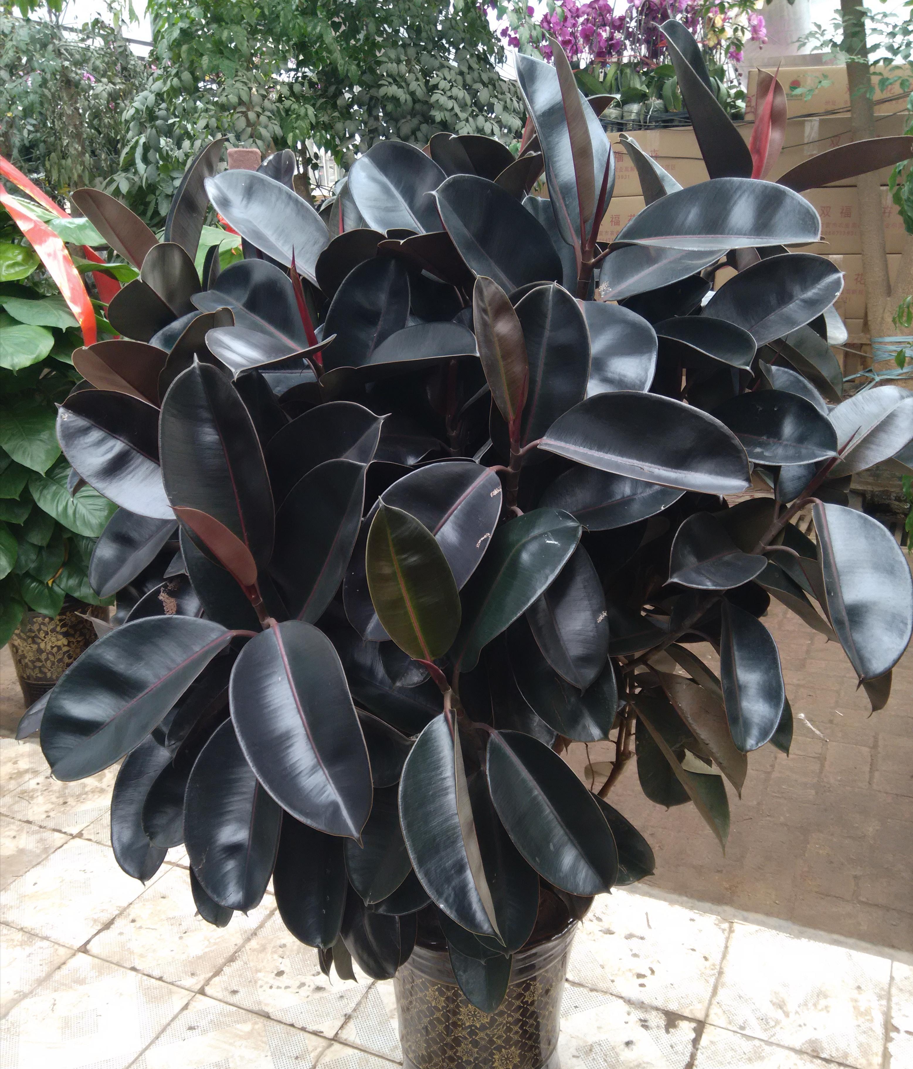 养花|客厅养花，就养“大树”，2年长成“绿巨人”，优雅漂亮，品位佳