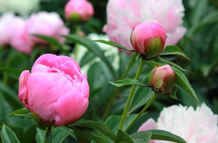 芍药花如何养更漂亮教你3个妙招,花开满枝头,花朵艳丽多彩