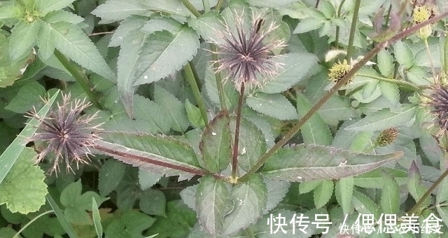 野草|人称“鬼都怕”,农民见到就除,殊不知,当今很珍贵