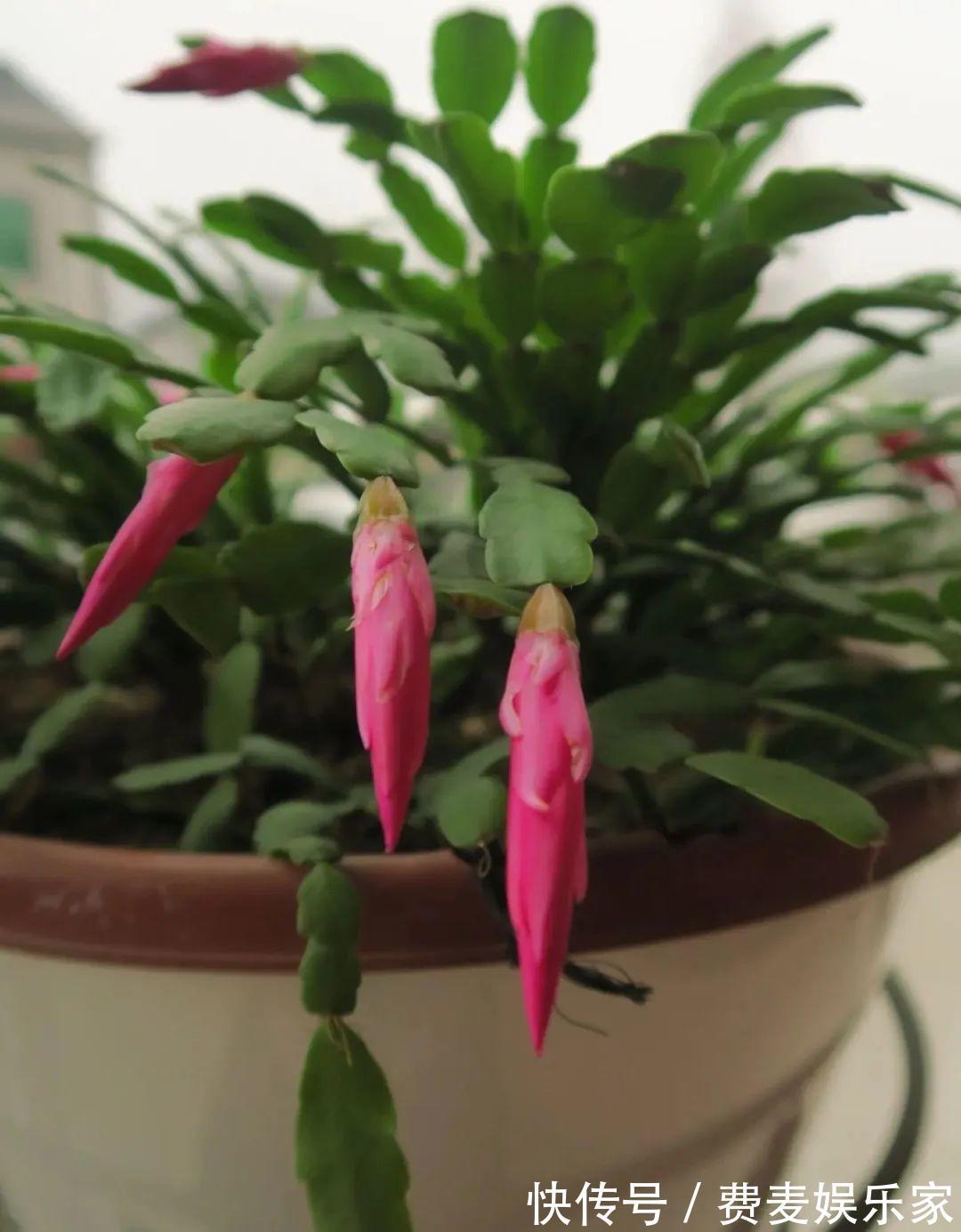 仙人|1种花不是真昙花,1次能开上百朵,比蟹爪兰美,怪不得都去抢假货