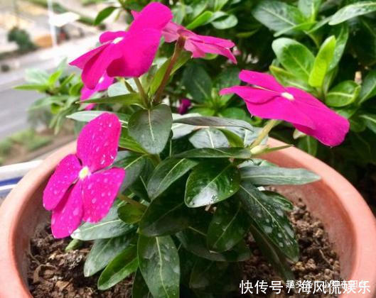 长春花|扦插长春花,有1个“技巧”,1棵养出30棵,棵棵开爆盆,好美!