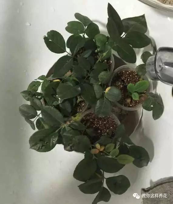 养花技巧学会这种扦插法,插什么活什么,太简单了!