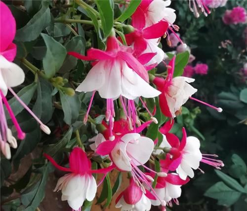 养了一盆花，挂满各种“小花灯”，喜欢春秋天，夏天“度夏死”