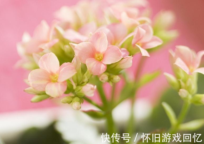 新根|多肉生理知识,多肉根的养护