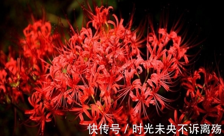 彼岸花的故事,颜色绚丽无比,花语充满彷徨跟追忆