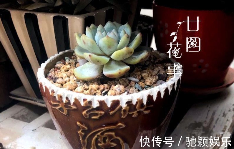 7种“废料”做花盆,不花一分钱,花盆用不完,比买的还精致