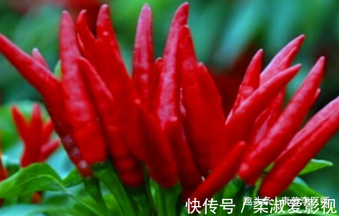 活血|夏天预防肌肤早衰，吃好的食物，细腻皮肤，排毒润肠，活血滋阴