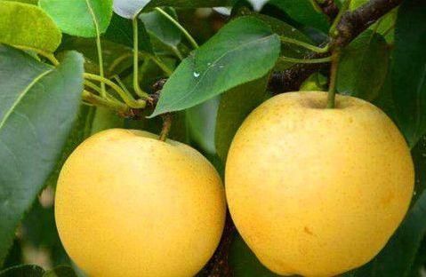 维生素b2|每天晚上坚持吃三种食物,排毒养颜、滋润肌肤,好处多多!