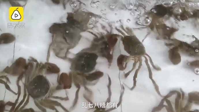 阳澄湖大闸蟹|神奇！去这里洗澡，身价就能暴涨3倍