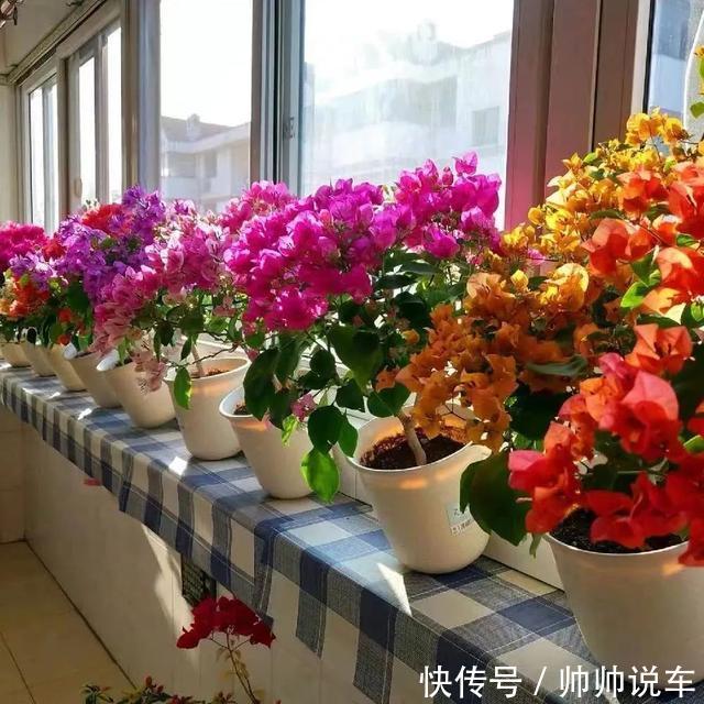 飘香藤|最爱晒太阳的8种花,越晒开花越多,阳台养几盆,开花成海