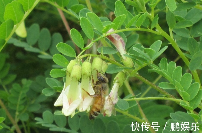 抗癌草|黄芪被誉为“抗癌草”，泡水放点“它”，效果翻一倍