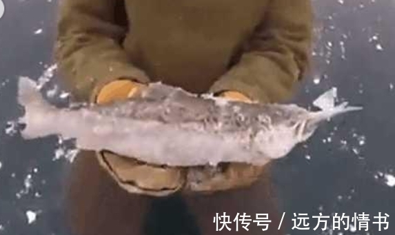 男子冰层里敲出冻僵的大鱼,却被它嘴里的东西弄蒙了