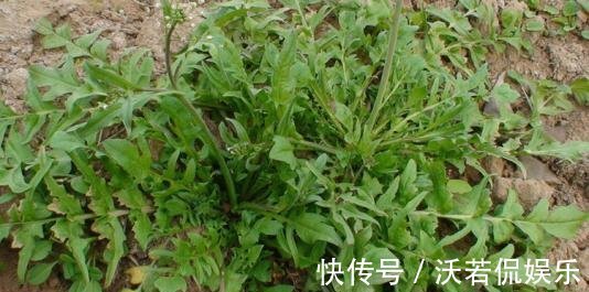 冰草|不管男女过了四十多吃6种野菜,能够补充身体营养,帮助增强体力