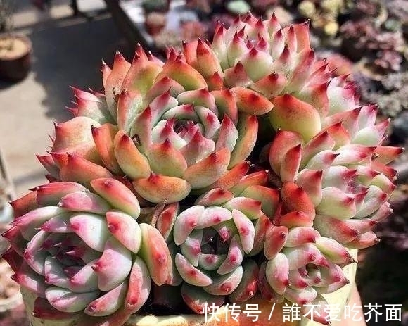 根系|多肉有“三怕”,入冬养护要避开,猛蹿芽冒新根,憋成群生肉墩子