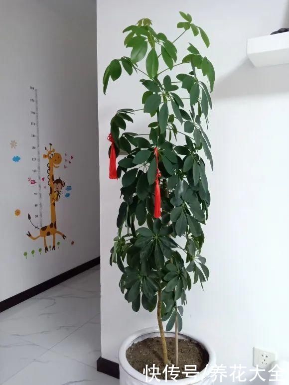 7种花，现在要砍头，冲天炮变成爆炸头