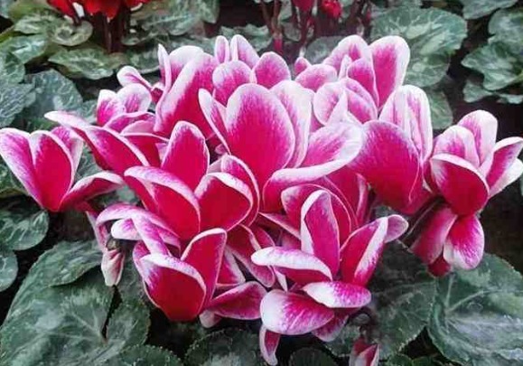 球根|9月后该养盆“仙客来”，除夏季都开花，现在养一盆，开花到明年