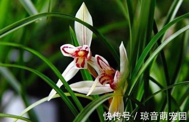 肥料|养兰花少不了这4种“小东西”,家中要常备,养好兰花很简单