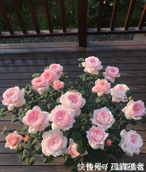 漂亮|此款世界名花,超级漂亮,开花勤快,好养易管理,室内盆栽也可以!