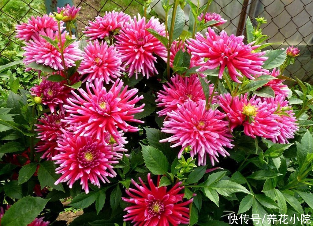 浇水|家有院子，养上几棵大丽花，花朵硕大，艳丽多姿