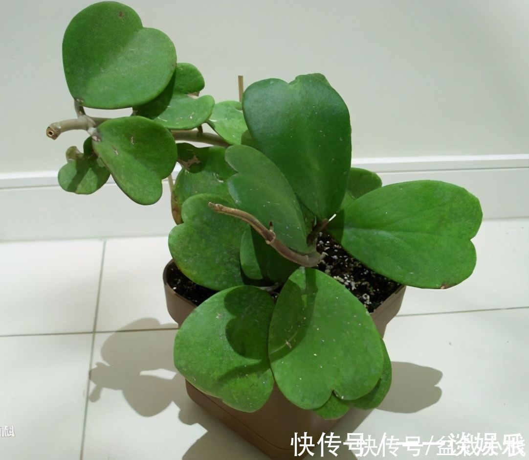 懒人花卉有哪些?6种花撒手养!关键还好看