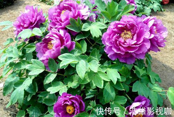 施肥|这些“老话”通俗易懂,能叫养花人少走弯路