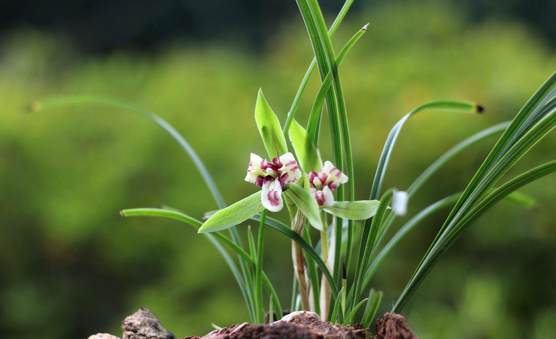 硫酸亚铁|入冬养兰有“三怕”,避开不落蕊,缀出白嫩萝卜根,绽放层叠群兰