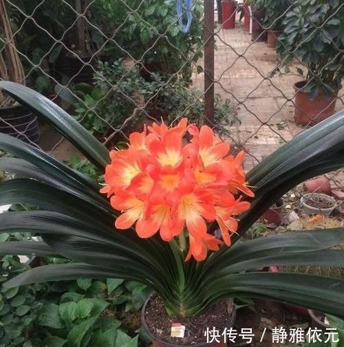 竹签子|不会养君子兰?插根竹签子,立竿见影,养出高品质君子兰