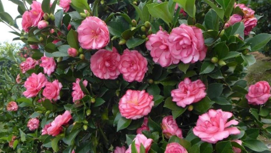 能够忍受零下30度低温的四季茶花，全年露养，打理简单，开花美