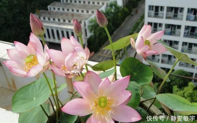 下雨天，这3种花别着急搬回家，喝点“雨水”长得快，越淋越壮实