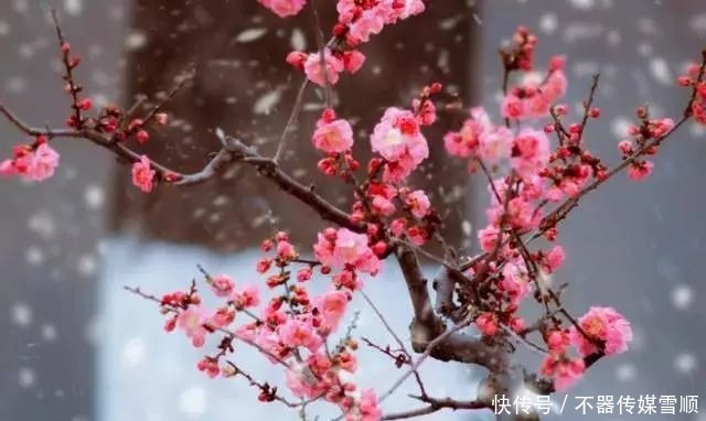 中国的十大名花，你知道几个？