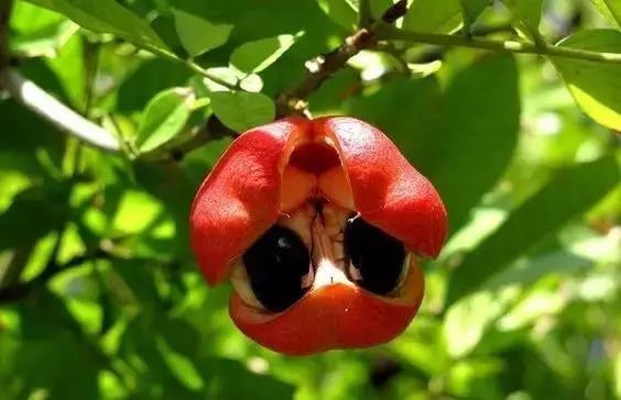 草莓|世界上最贵的水果,吃过3种以上的都是土豪啊