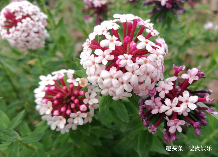 此花盛开时，娇艳的花朵在阳光下闪烁着耀眼的光泽，格外引人瞩目