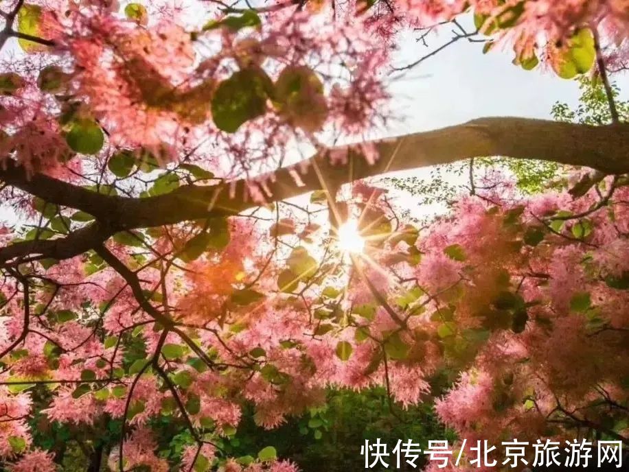十渡|春已至，花绽放！这份房山赏花攻略请查收！