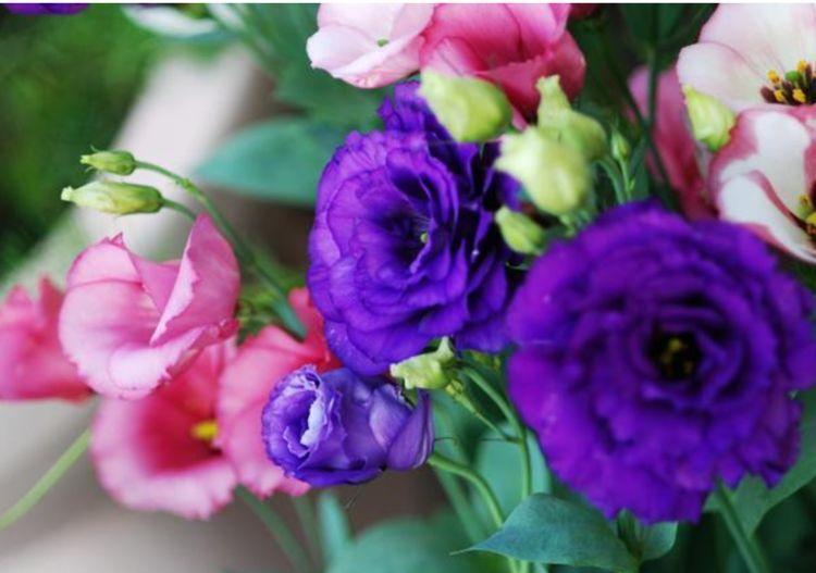 此款花草适合新手养殖,不怕热不怕冷,不用管反而长得旺!