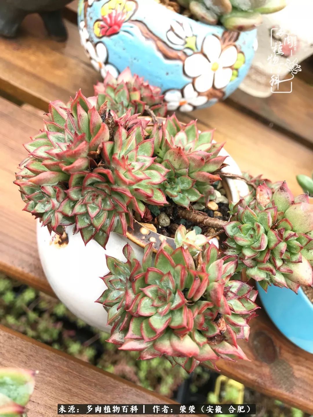 初秋时节，度夏后的多肉陆续回归！偷偷上了一层淡妆！