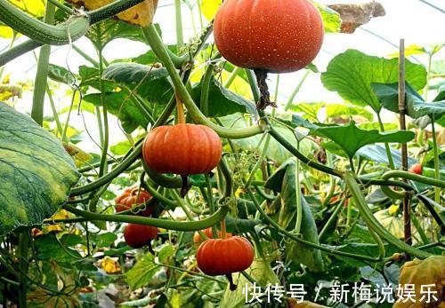 食物|吃南瓜好处多多，但南瓜不能和两种食物同食，告诉身边的人