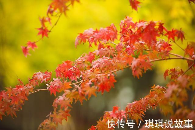 相思@《知秋》——一叶落秋,相思亦愁