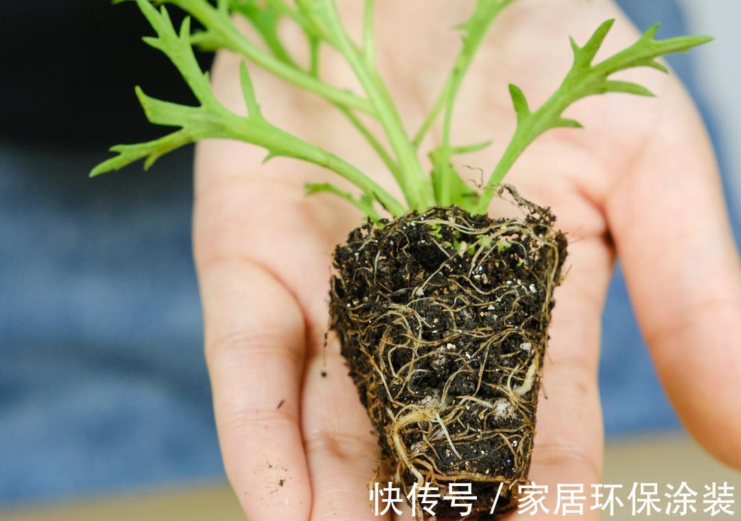 7种花养老桩不好,多扦插、养嫩苗,才能年年开花