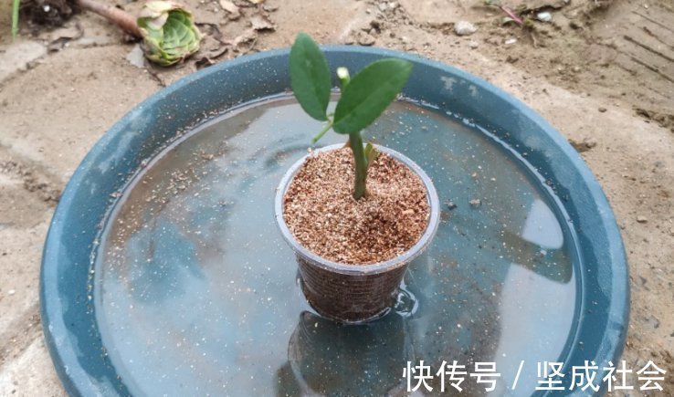 关键点|养花2种扦插方法,掌握“关键点”,扦插不再难,扦插一棵活一棵