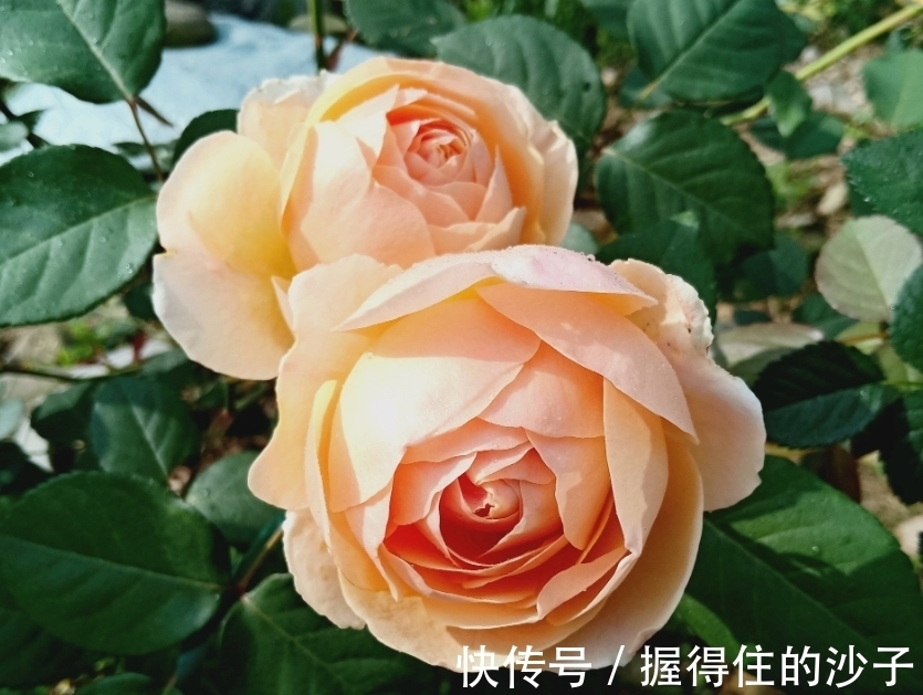 百合花|4种花很好养，耐热耐晒更耐旱，日子红火财运滚滚，好看极了