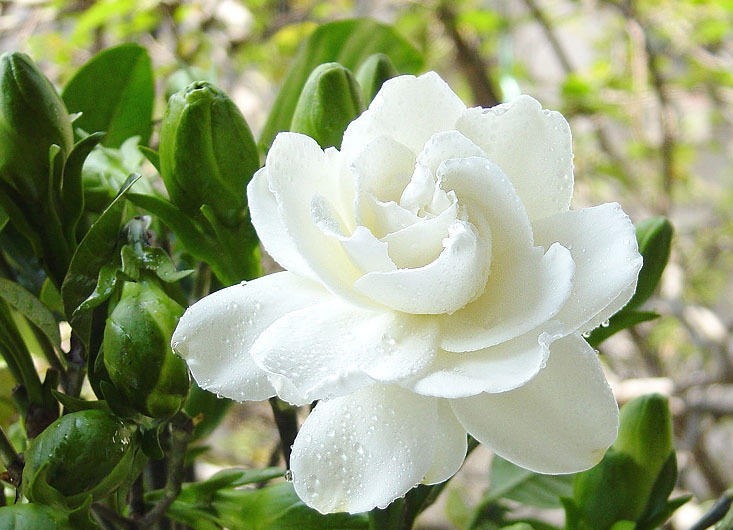 养栀子花，注意几点要领，花苞长不停，花开爆盆，不再黄叶掉叶！