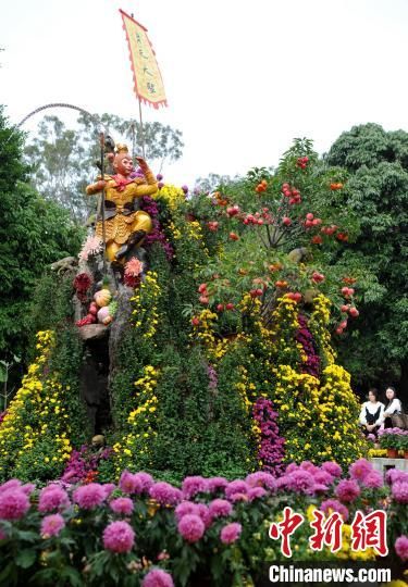 福州|1000多种菊花亮相福州金秋菊花展