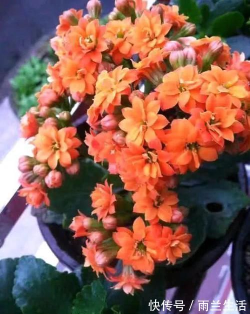 猪耳朵|蟹爪兰长寿花,开完花,埋点料,叶片肥厚像猪耳朵,花开成棒棒糖